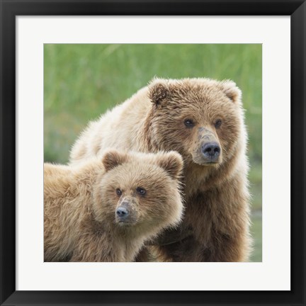 Framed Bear Life III Print