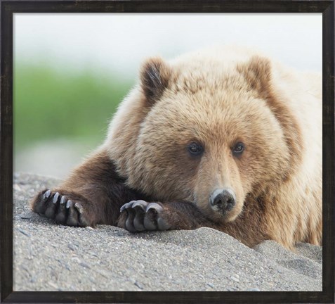 Framed Bear Life IV Print