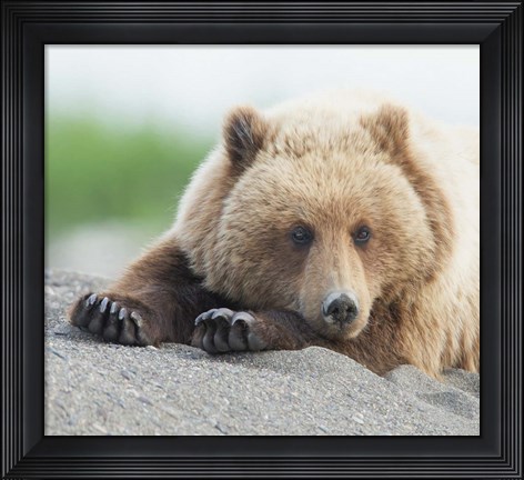 Framed Bear Life IV Print