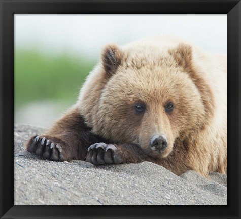 Framed Bear Life IV Print