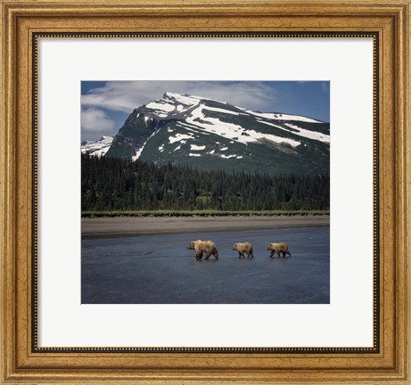 Framed Bear Life V Print
