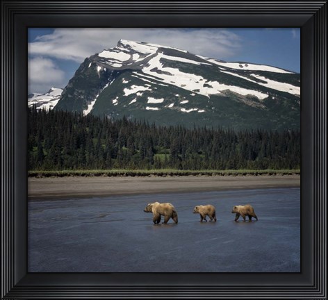 Framed Bear Life V Print