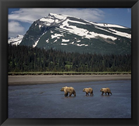 Framed Bear Life V Print