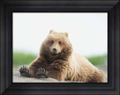 Framed Bear Life VI Print