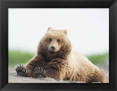 Framed Bear Life VI Print