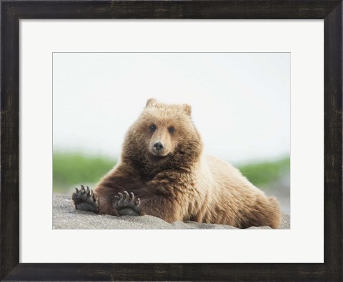 Framed Bear Life VI Print
