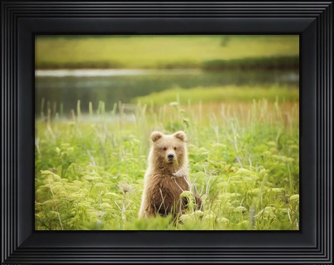 Framed Bear Life VII Print