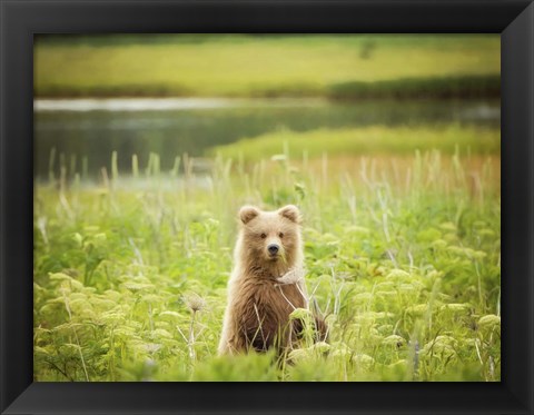 Framed Bear Life VII Print