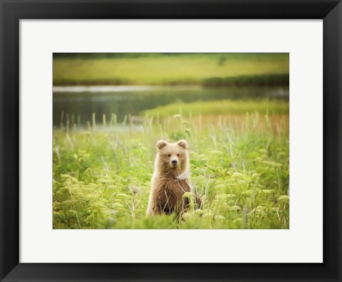 Framed Bear Life VII Print