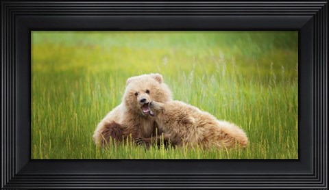 Framed Bear Life VIII Print