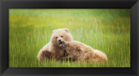 Framed Bear Life VIII Print