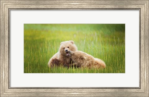 Framed Bear Life VIII Print