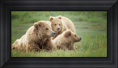 Framed Bear Life IX Print