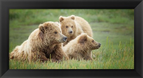 Framed Bear Life IX Print