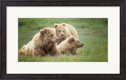 Framed Bear Life IX Print