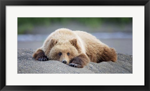 Framed Bear Life X Print