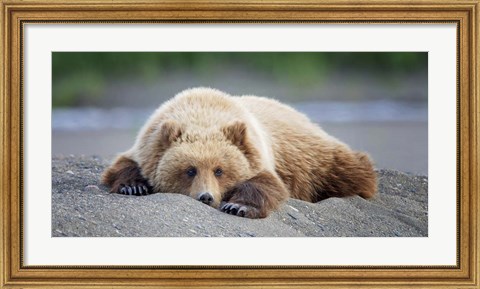 Framed Bear Life X Print