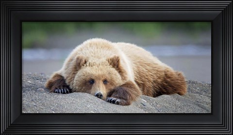 Framed Bear Life X Print