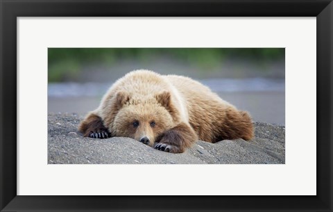 Framed Bear Life X Print