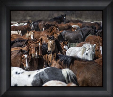 Framed Horse Back Print