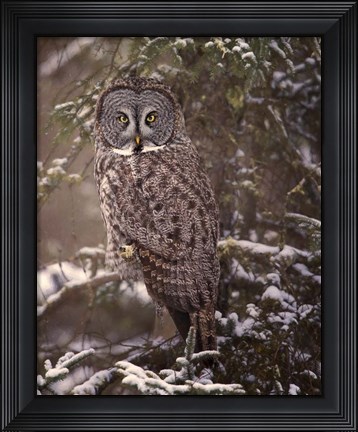 Framed Owl in the Snow I Print
