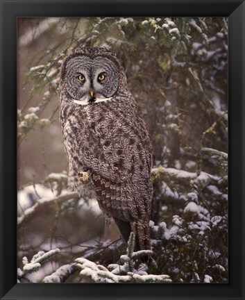 Framed Owl in the Snow I Print