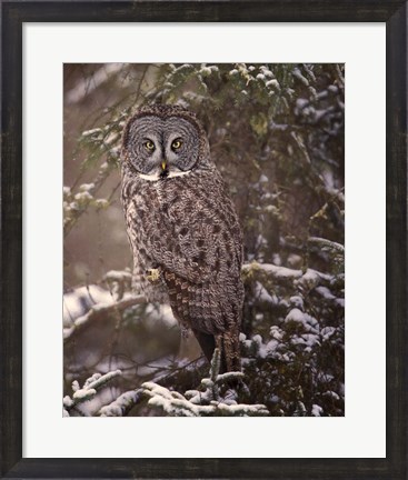 Framed Owl in the Snow I Print