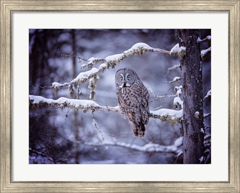 Framed Owl in the Snow II Print