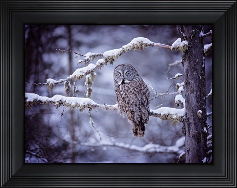 Framed Owl in the Snow II Print