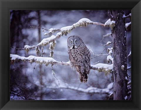 Framed Owl in the Snow II Print