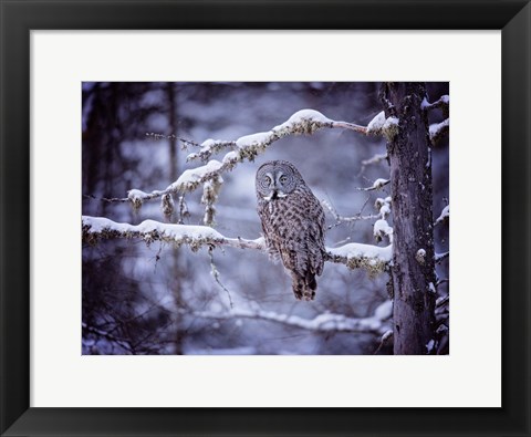 Framed Owl in the Snow II Print