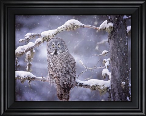 Framed Owl in the Snow III Print