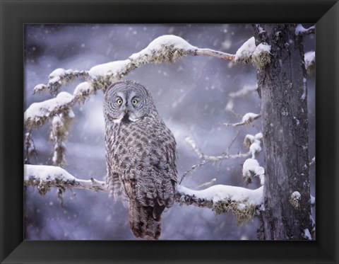 Framed Owl in the Snow III Print