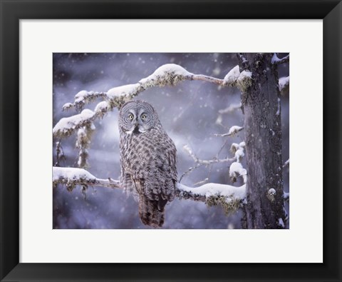 Framed Owl in the Snow III Print