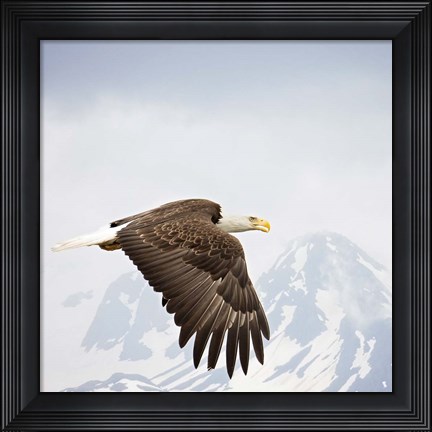 Framed Majestic Eagle I Print