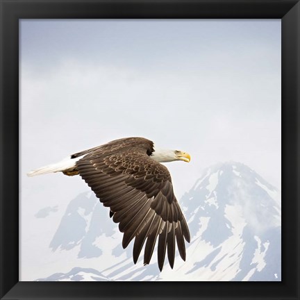 Framed Majestic Eagle I Print