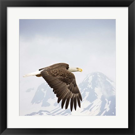 Framed Majestic Eagle I Print