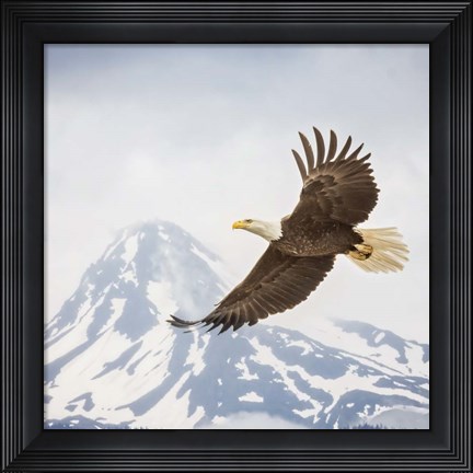 Framed Majestic Eagle II Print