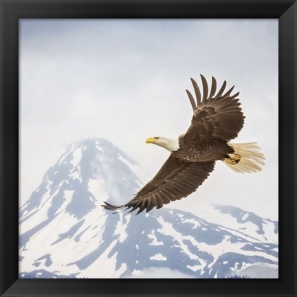 Framed Majestic Eagle II Print