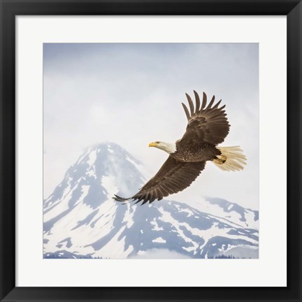 Framed Majestic Eagle II Print