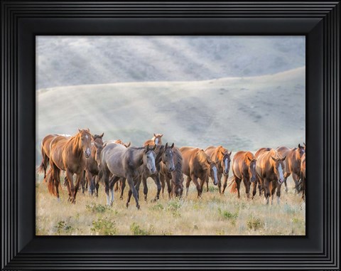 Framed Sunkissed Horses III Print