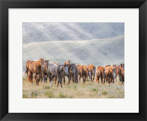 Framed Sunkissed Horses III Print