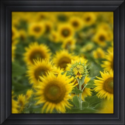 Framed Wild III Print