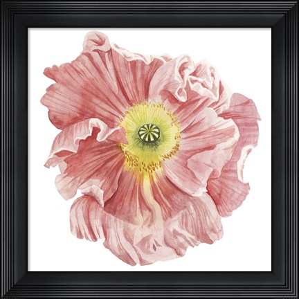 Framed Market Poppy I Print