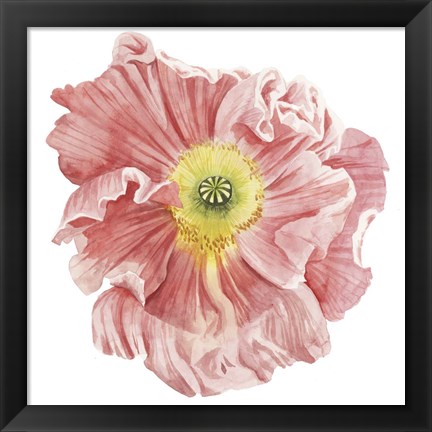 Framed Market Poppy I Print