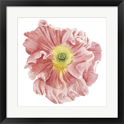 Framed Market Poppy I Print