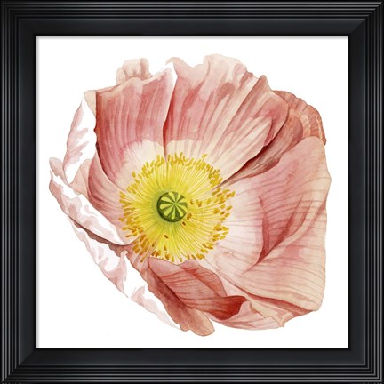 Framed Market Poppy II Print