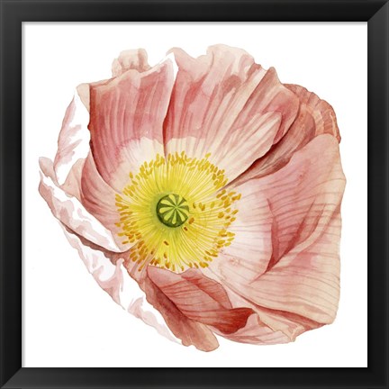 Framed Market Poppy II Print