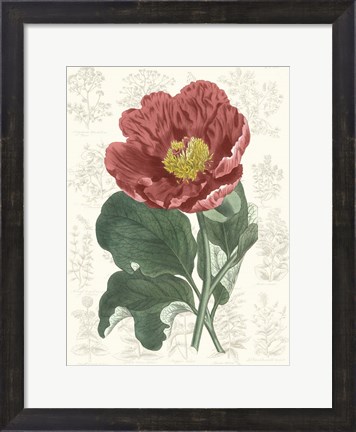 Framed Peony Flower Garden I Print