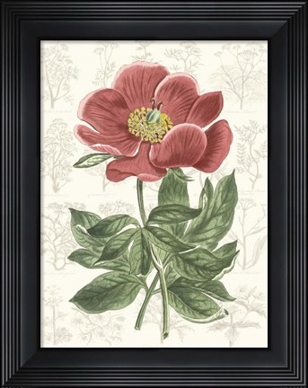 Framed Peony Flower Garden II Print